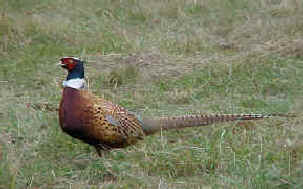Wild pheasant on playfield